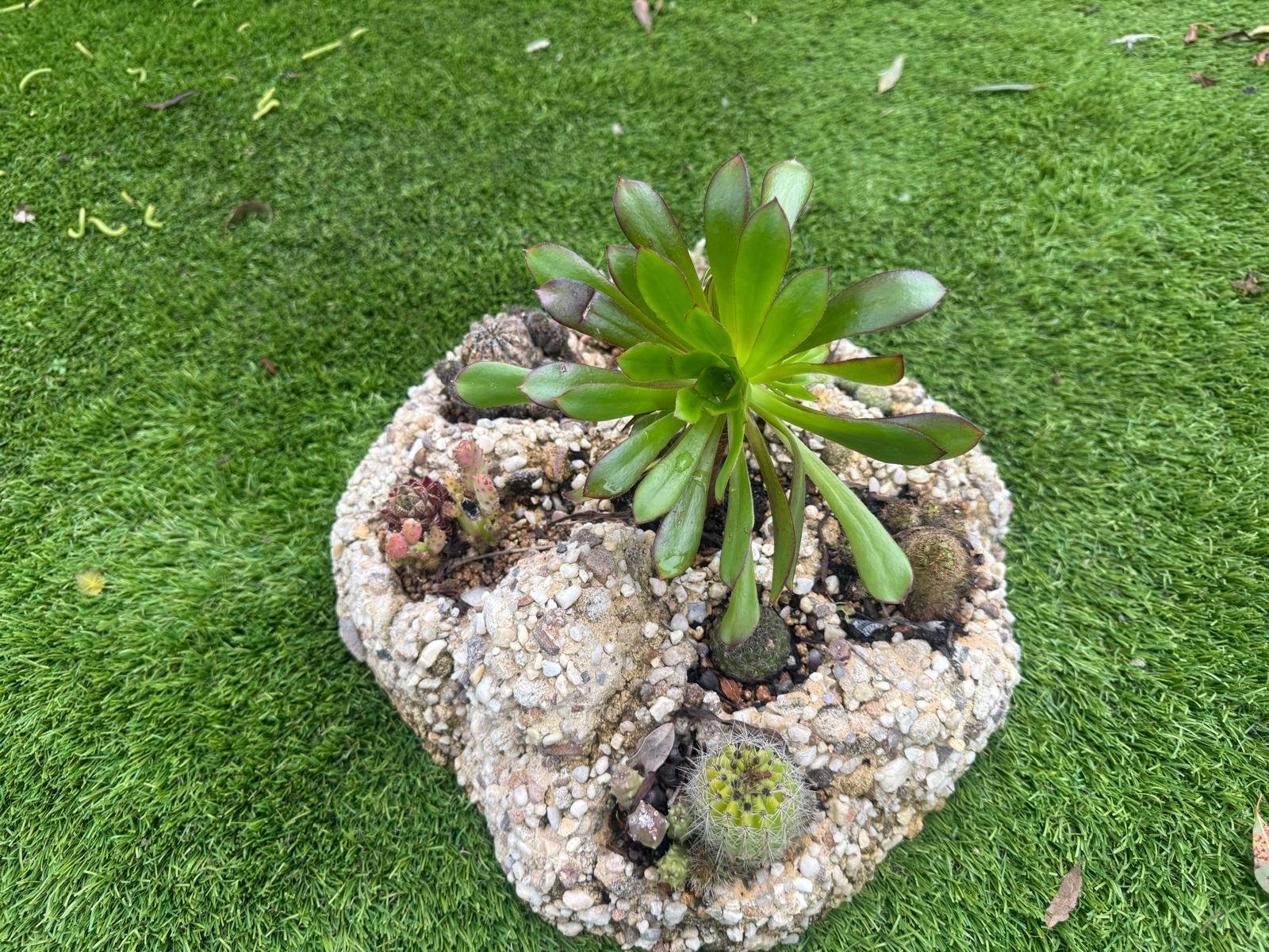 Imitation Rock Cacti/Succulent Feature Garden — Steve-made product from Steve's Oasis Landscapes