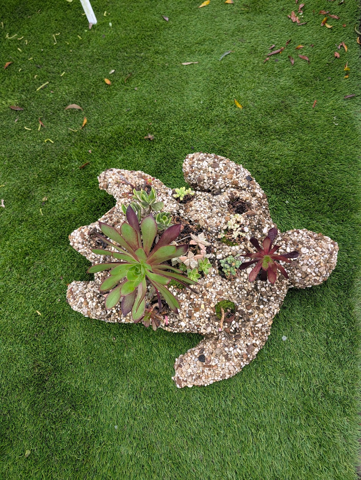 Turtle Pot — Steve-made product from Steve's Oasis Landscapes
